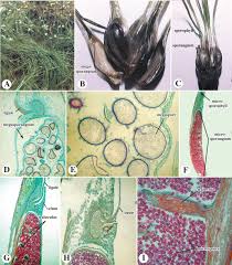 Attēlu rezultāti vaicājumam “Isoetaceae”