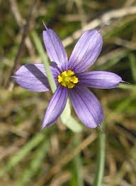 Attēlu rezultāti vaicājumam “Sisyrinchium montanum fruit”