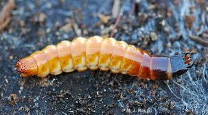 Attēlu rezultāti vaicājumam “Elateridae larva”