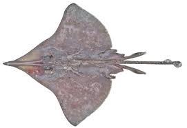 Image result for Dipturus batis