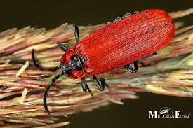 Attēlu rezultāti vaicājumam “Lygistopterus sanguineus”
