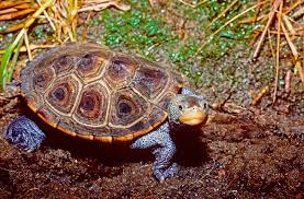 Image result for Malaclemys terrapin