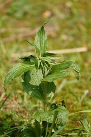 Attēlu rezultāti vaicājumam “Epipactis helleborine fruit”