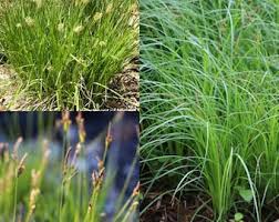 Attēlu rezultāti vaicājumam “Carex atherodes”