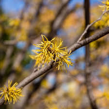 Attēlu rezultāti vaicājumam “Hamamelis virginiana”