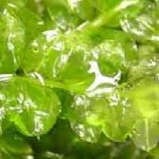 Attēlu rezultāti vaicājumam “Plagiomnium affine”