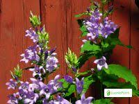 Attēlu rezultāti vaicājumam “Campanula latifolia fruit”