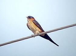 Image result for Cecropis daurica