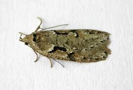 Attēlu rezultāti vaicājumam “Semioscopis avellanella”