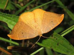 Attēlu rezultāti vaicājumam “Watsonalla binaria”