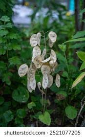 Attēlu rezultāti vaicājumam “Lunaria rediviva fruit”