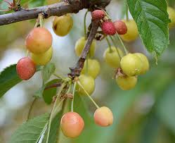 Attēlu rezultāti vaicājumam “Padus avium fruit”