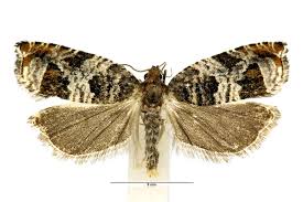 Attēlu rezultāti vaicājumam “Ancylis apicella”