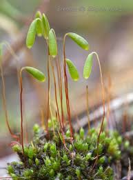 Attēlu rezultāti vaicājumam “Barbilophozia lycopodioides macro”