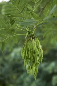 Attēlu rezultāti vaicājumam “Fraxinus excelsior Pendula fruit”