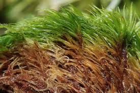 Attēlu rezultāti vaicājumam “Dicranum montanum”