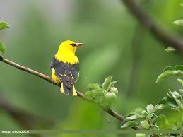 Attēlu rezultāti vaicājumam “Oriolus oriolus”