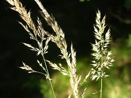 Attēlu rezultāti vaicājumam “Holcus mollis”