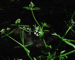 Attēlu rezultāti vaicājumam “Galium elongatum leaf”