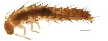 Attēlu rezultāti vaicājumam “Leiodidae larva”