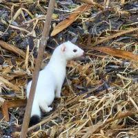 Attēlu rezultāti vaicājumam “Mustela erminea”