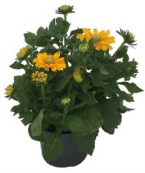 Image result for Rudbeckia Paradisio