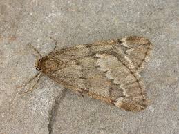 Attēlu rezultāti vaicājumam “Alsophila aescularia”