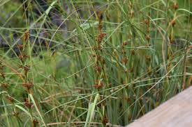 Attēlu rezultāti vaicājumam “Cladium mariscus”