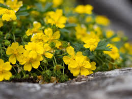 Attēlu rezultāti vaicājumam “Potentilla reptans leaf”