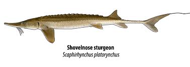 Image result for Scaphirhynchus platorynchus