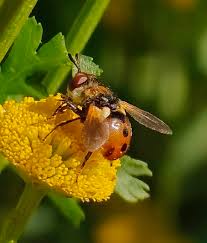Attēlu rezultāti vaicājumam “Gymnosoma sp.”