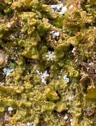 Attēlu rezultāti vaicājumam “Ptilidium pulcherrimum”