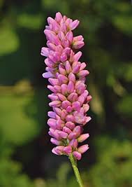Attēlu rezultāti vaicājumam “Persicaria maculosa”