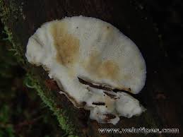 Attēlu rezultāti vaicājumam “Postia fragilis”