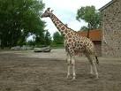 Chester Zoo, Giraffe - via Daymix