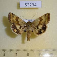 Attēlu rezultāti vaicājumam “Hadula trifolii”