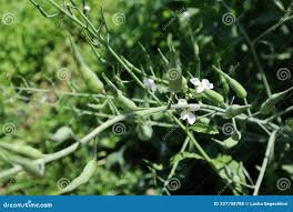 Attēlu rezultāti vaicājumam “Raphanus raphanistrum fruit”