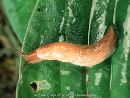 Attēlu rezultāti vaicājumam “Malacolimax tenellus”