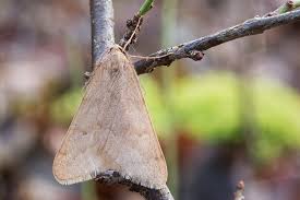 Attēlu rezultāti vaicājumam “Epirranthis diversata imago”