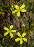 Attēlu rezultāti vaicājumam “Mycelis muralis”