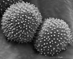 Attēlu rezultāti vaicājumam “Physarum bryocorticola sessile”