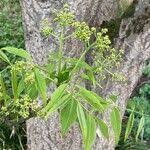 Attēlu rezultāti vaicājumam “Phellodendron amurense flower”