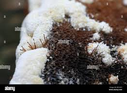 Attēlu rezultāti vaicājumam “Melanospora lagenaria”