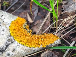 Attēlu rezultāti vaicājumam “Xanthoria fulva”