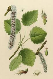 Attēlu rezultāti vaicājumam “Populus tremula”