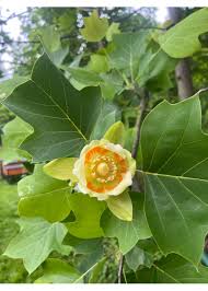 Attēlu rezultāti vaicājumam “Liriodendron tulipifera”