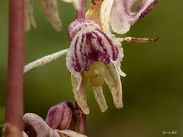 Attēlu rezultāti vaicājumam “Gymnostomum calcareum macro”