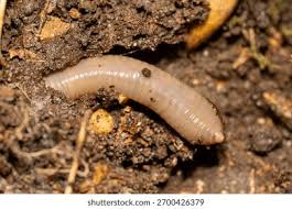 Attēlu rezultāti vaicājumam “Lumbricidae”