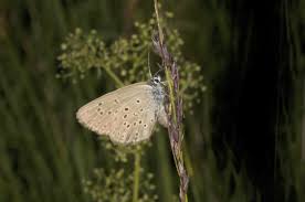 Attēlu rezultāti vaicājumam “Maculinea alcon underside”