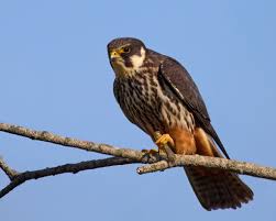 Attēlu rezultāti vaicājumam “Falco subbuteo”